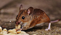 24 Hour & Emergency Exterminators in Springfield, OH